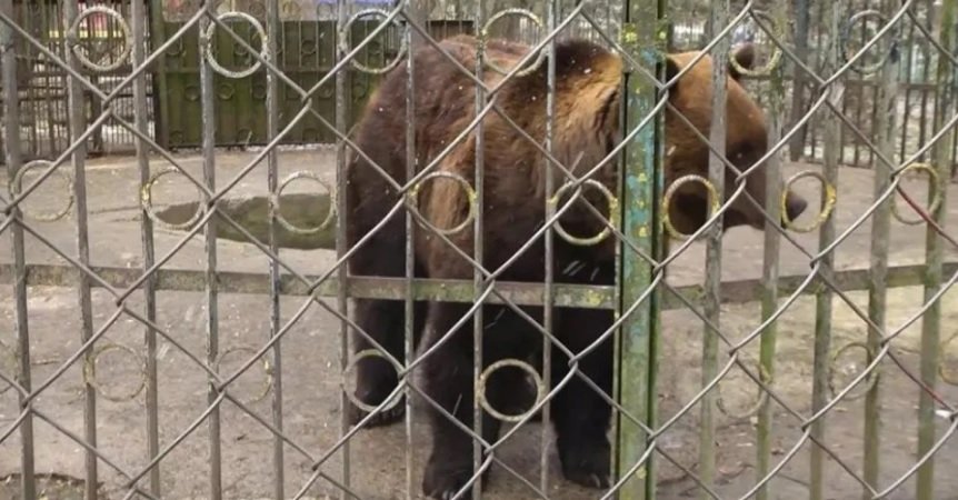 Хмельницькі депутати дозволили передати ведмедя Балу до Національного парку