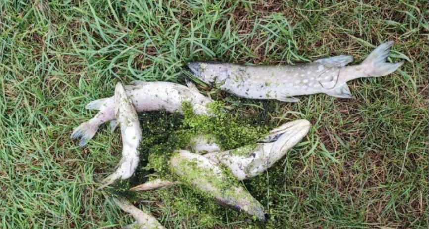 У Південному Бузі масово загинула риба