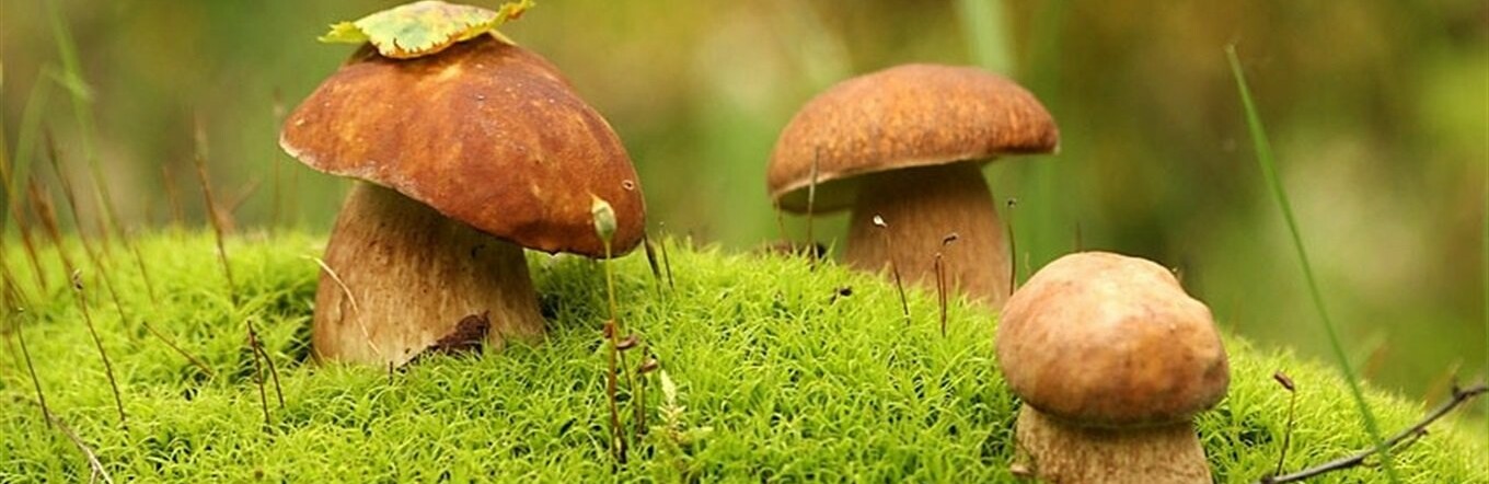 На Хмельниччині двоє жителів отруїлися грибами