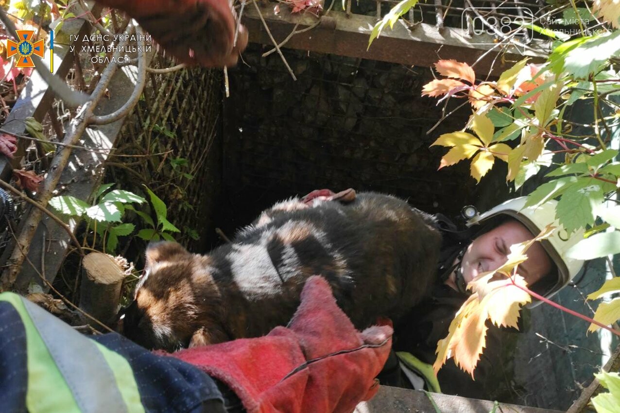 На Хмельниччині рятувальники дістали собаку з каналізаційного люка (ФОТО)