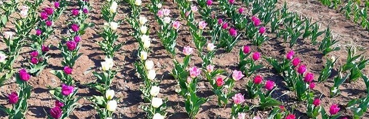 На Хмельниччині з’явилася квіткова долина На Хмельниччині з’явилася квіткова долина, Барна Лілія