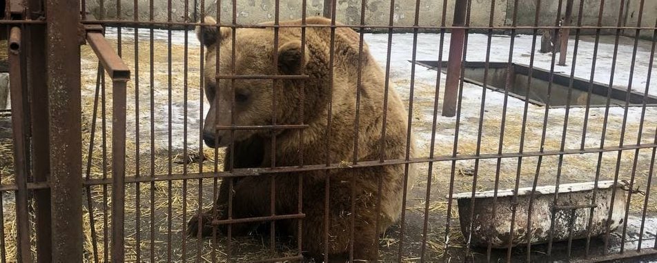 У хмельницькому зоокуточку народилися ведмежата