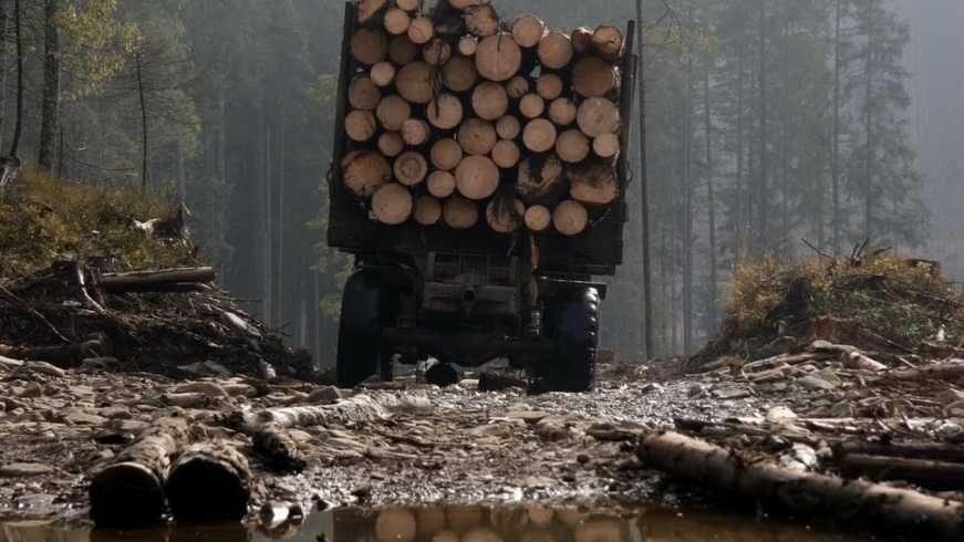 У мешканця Хмельниччини конфісковано автомобіль, який використовувався для викрадення з лісу деревини