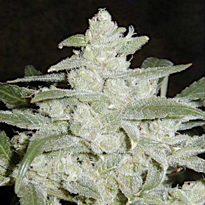 Тамбов семена конопли настойка марихуаны